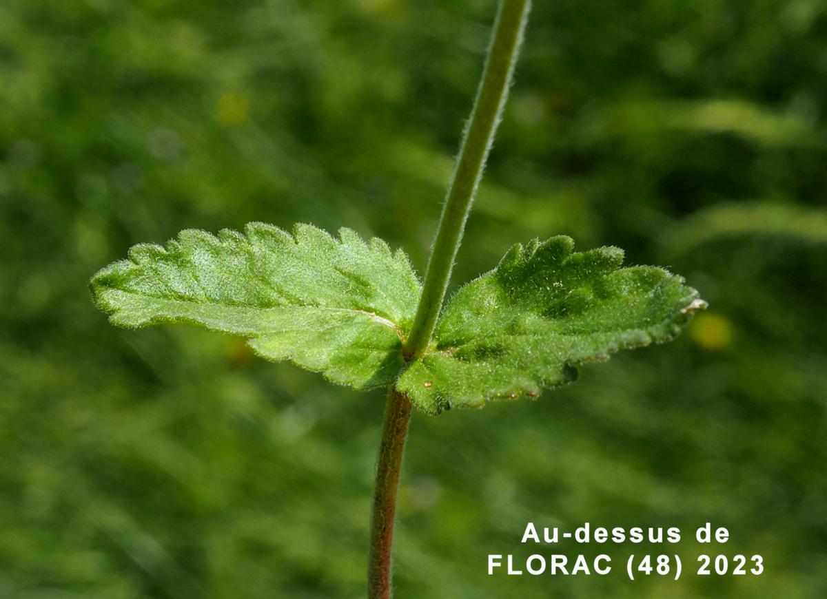 Speedwell, Orsini's leaf